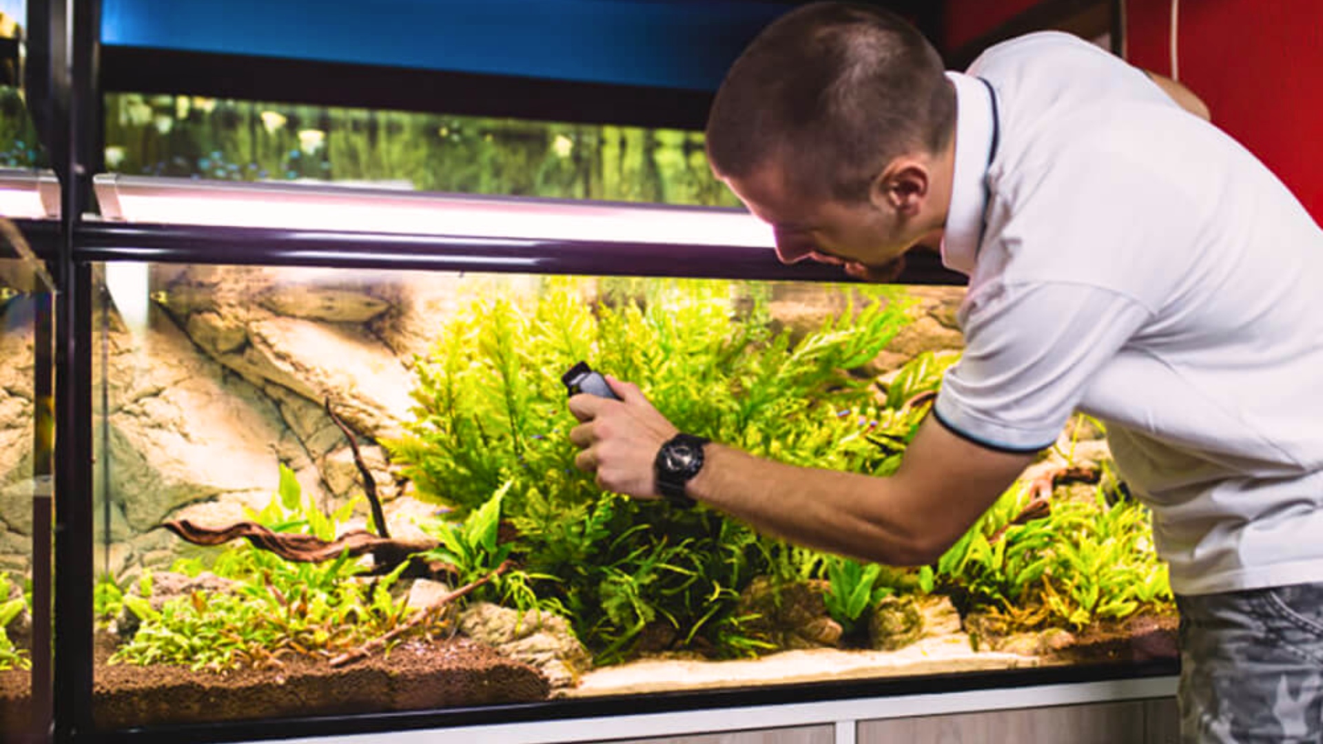 How to Naturally Prevent Algae in the Fish Tank?