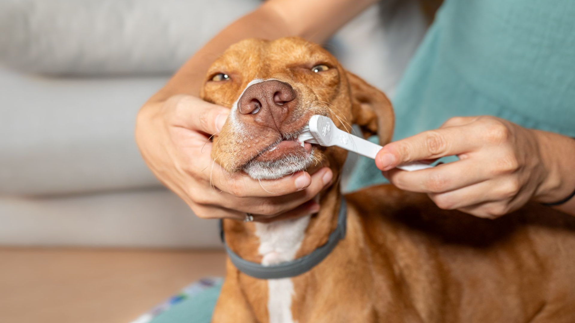 How Often Should You Brush Your Dog’s Teeth?