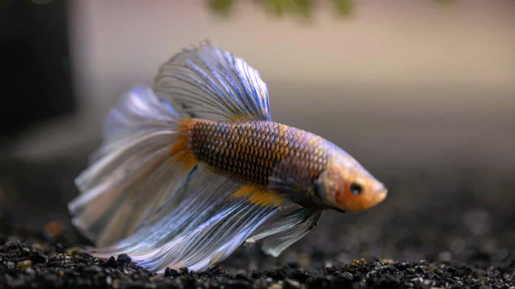 how often to feed betta fish featured image