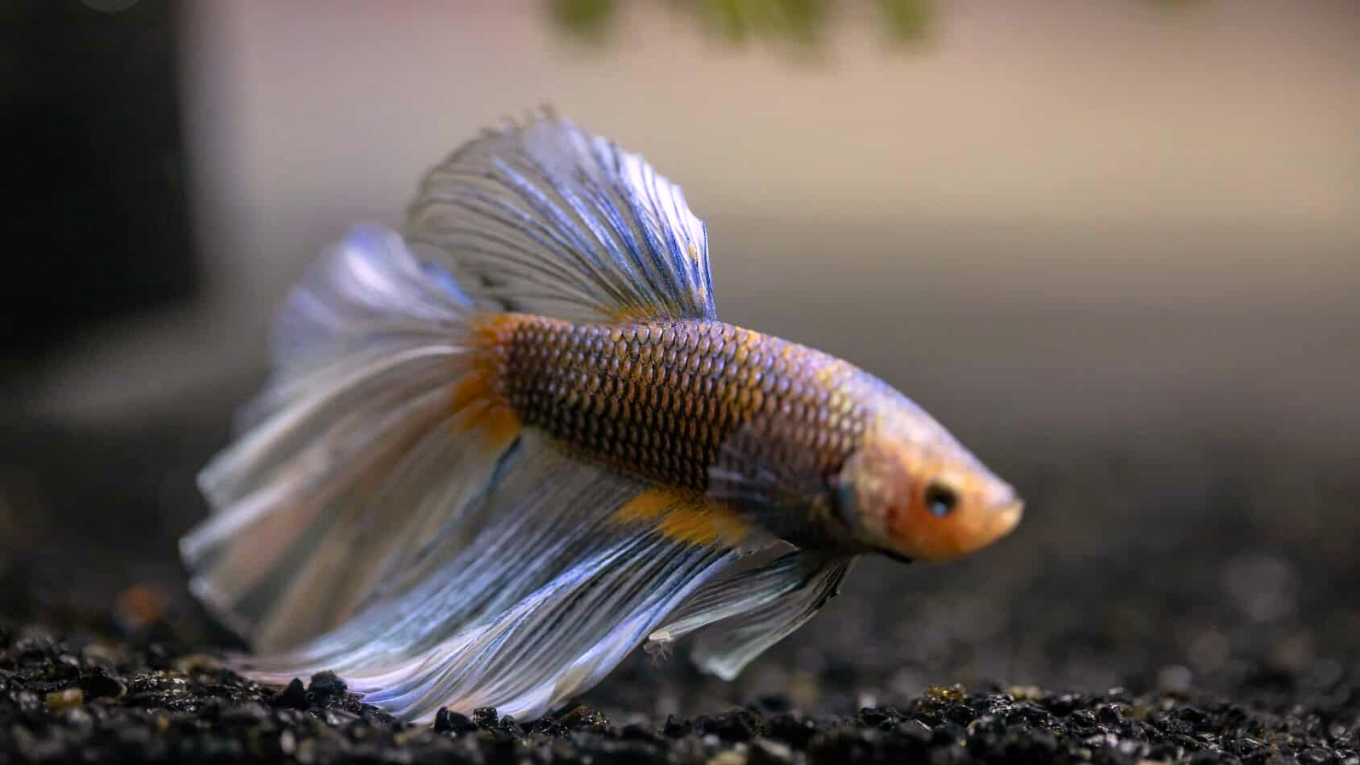 how often to feed betta fish featured image