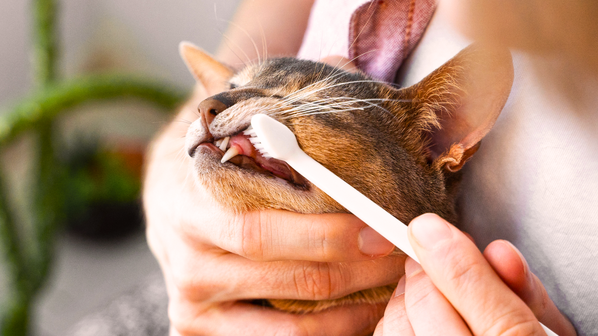 How to Brush Cats Teeth: Safe & Easy Step-by-Step Guide