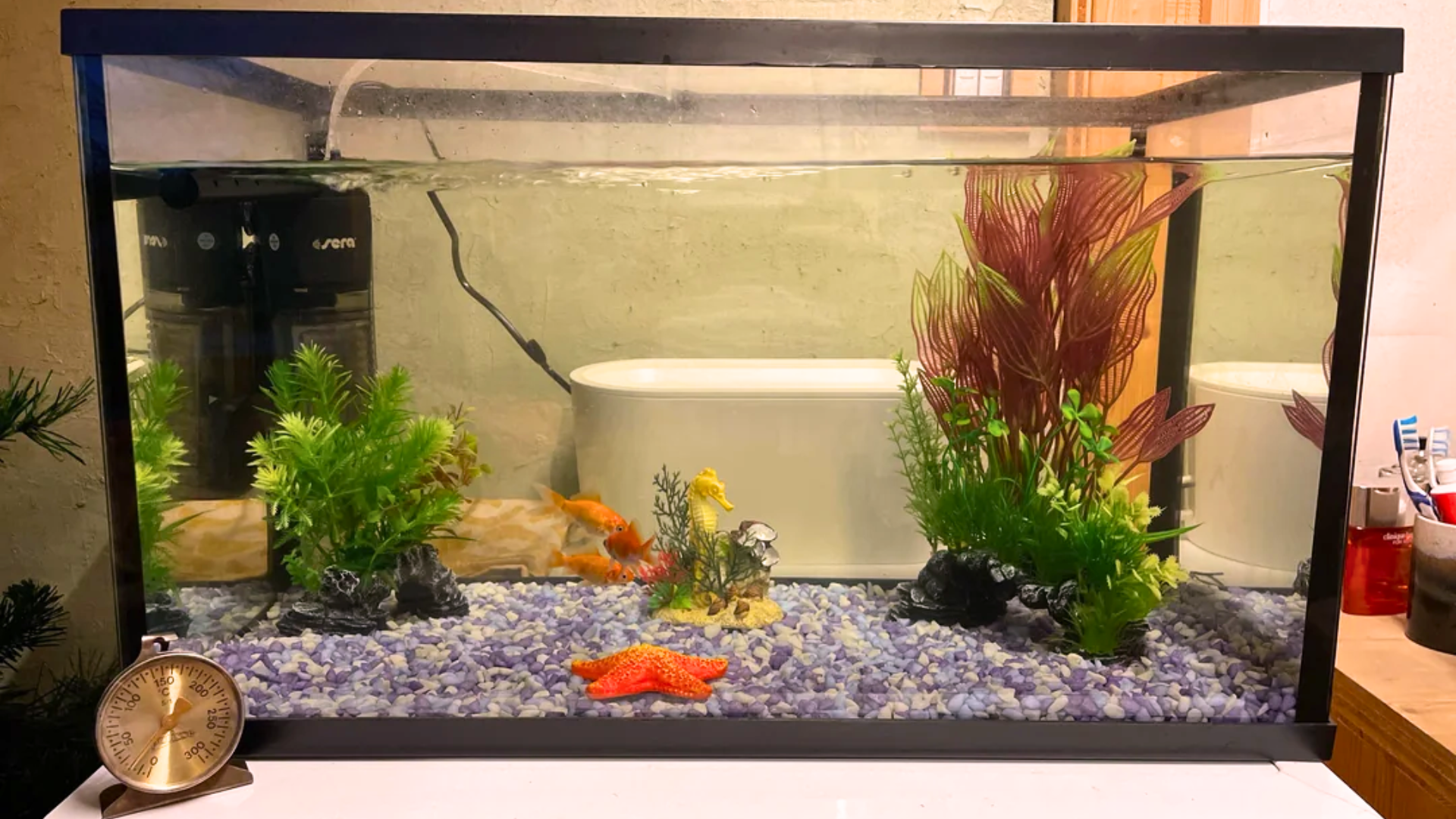 How to Clean a Fish Tank the Right Way in Easy Steps?