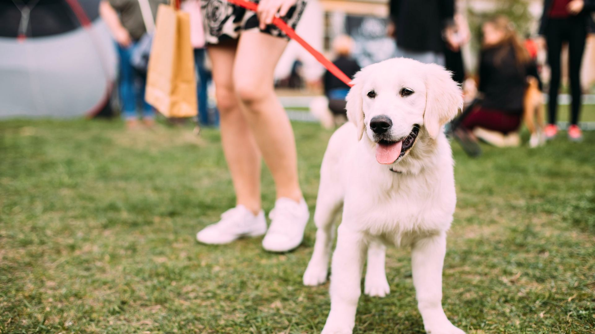 How to Stop Your Dog from Pulling on Leash?