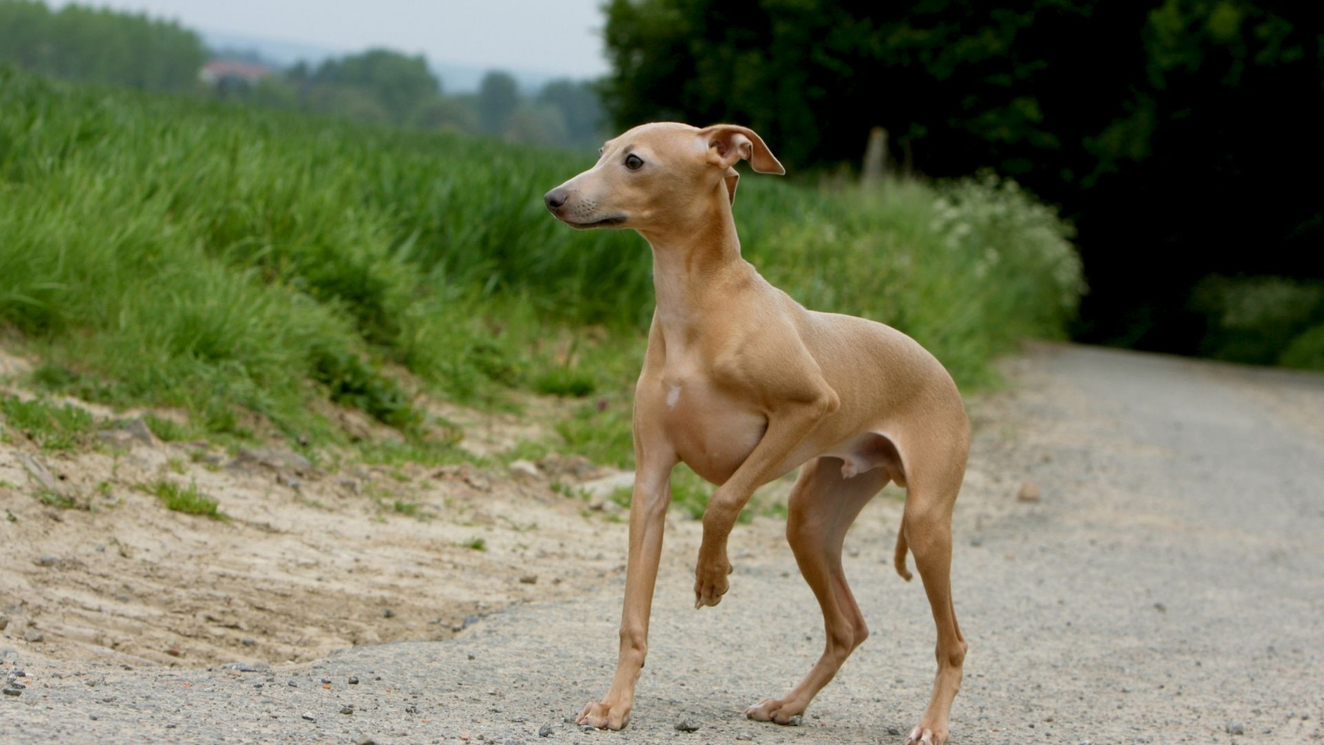 italian-greyhound
