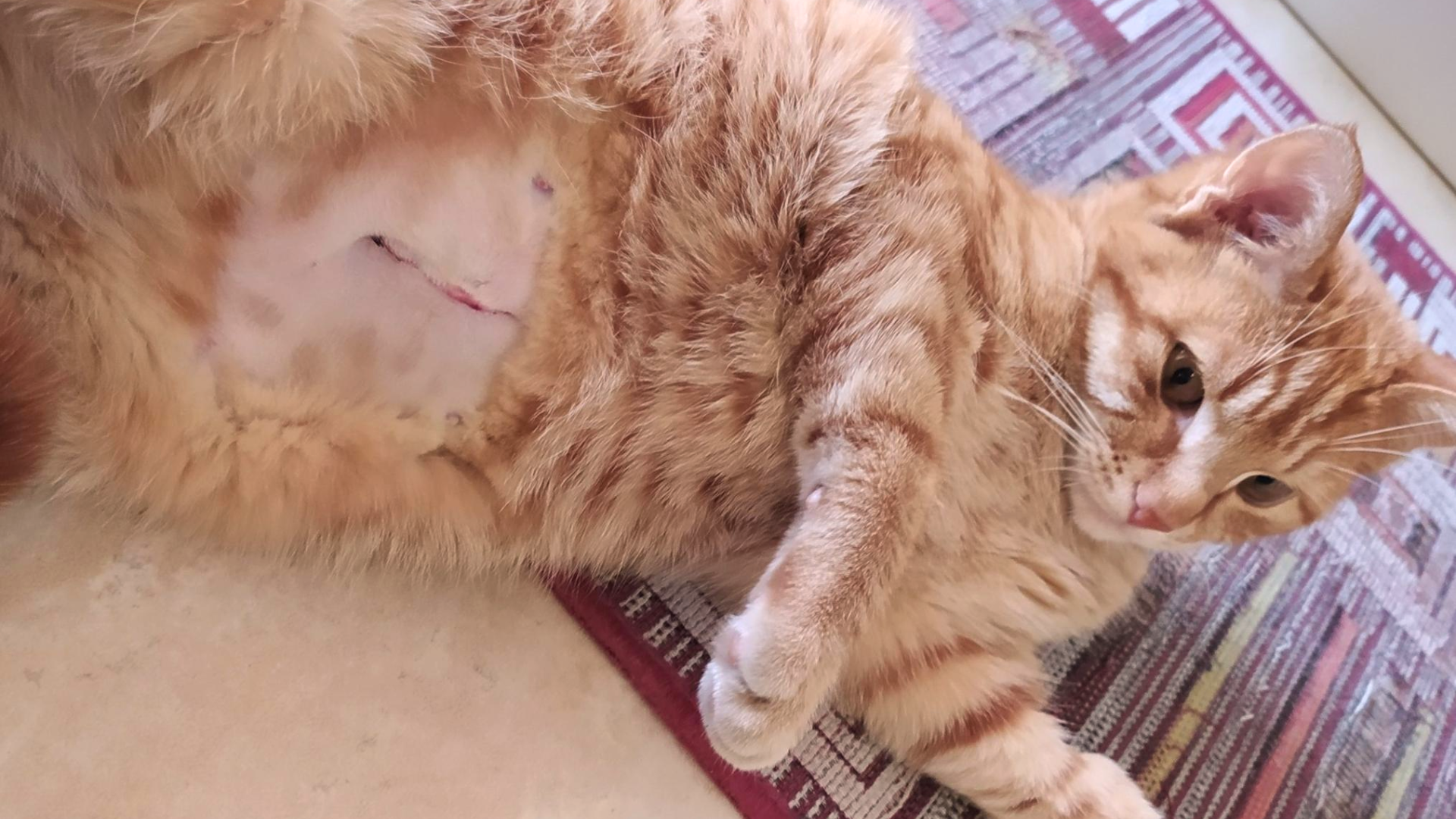 kitten spay recovery