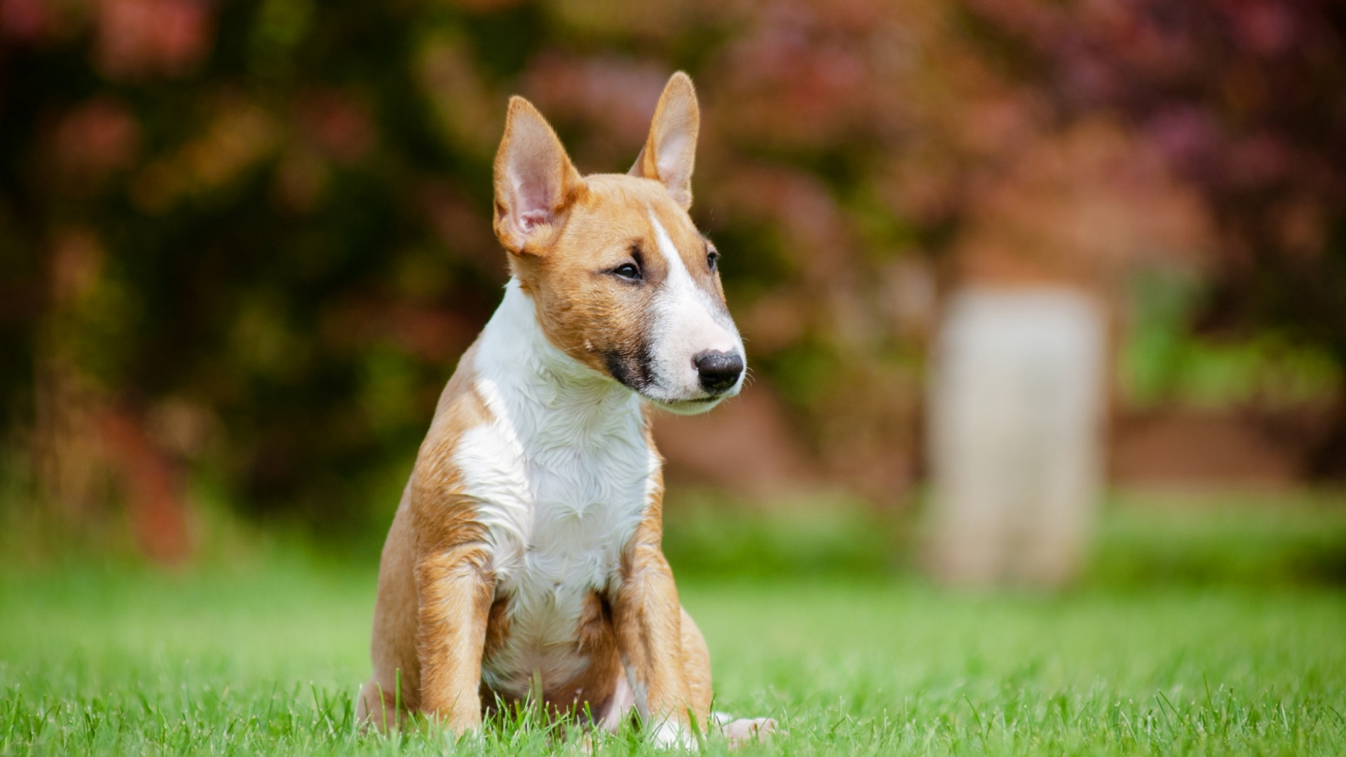 miniature-bull-terrier