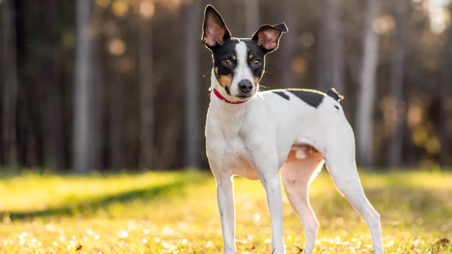 rat-terrier