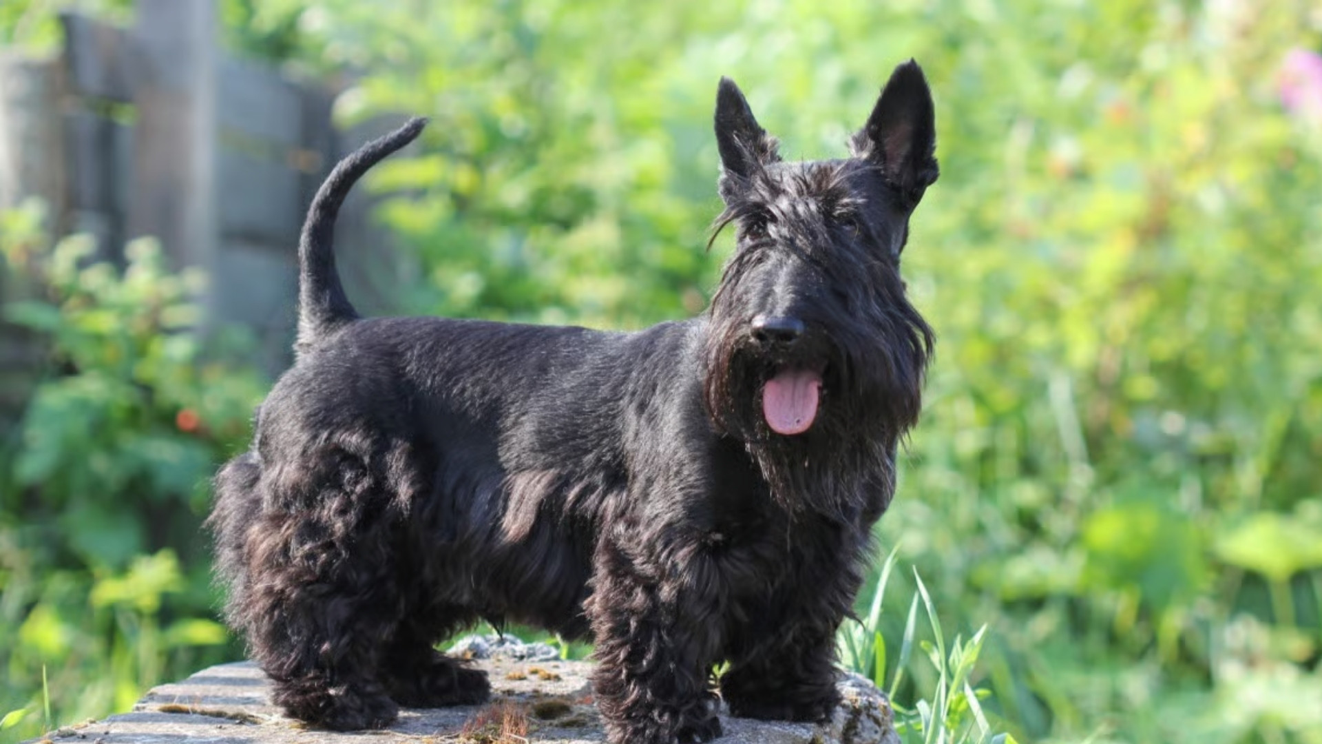 scottish-terrier