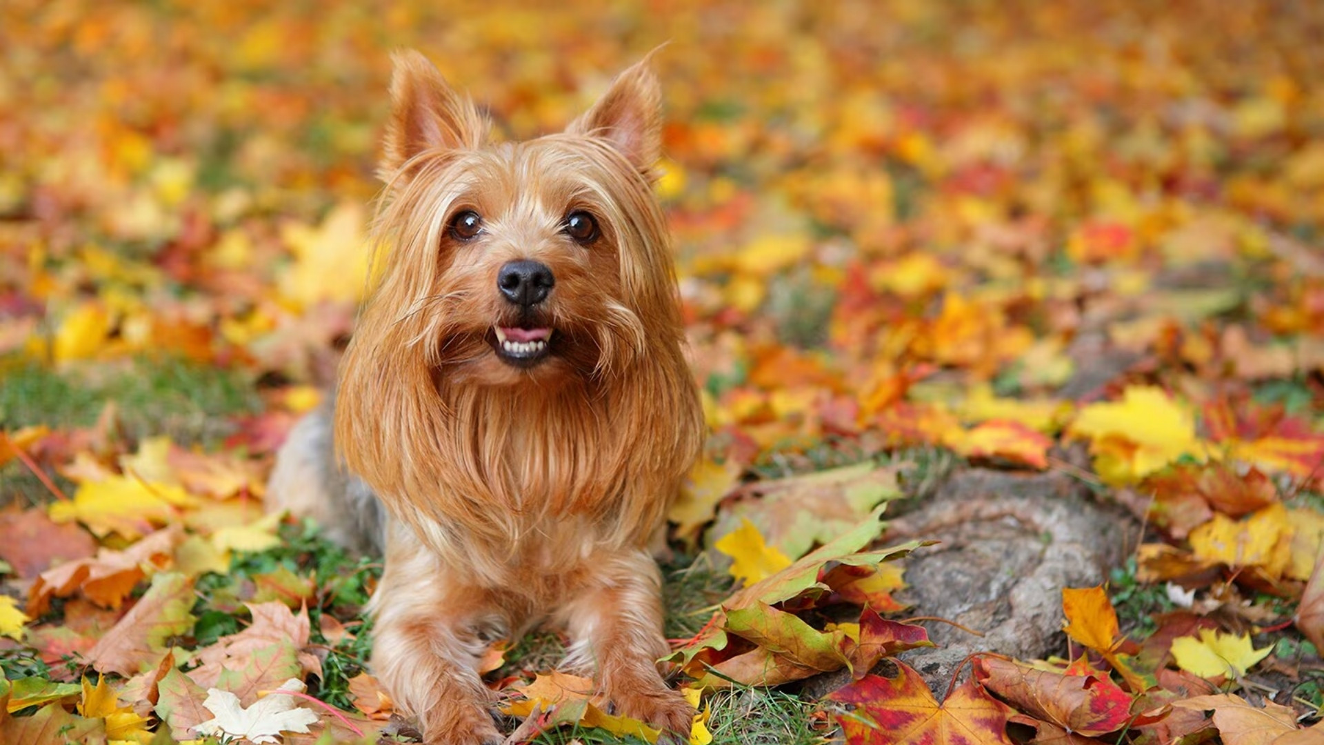 silky-terrier