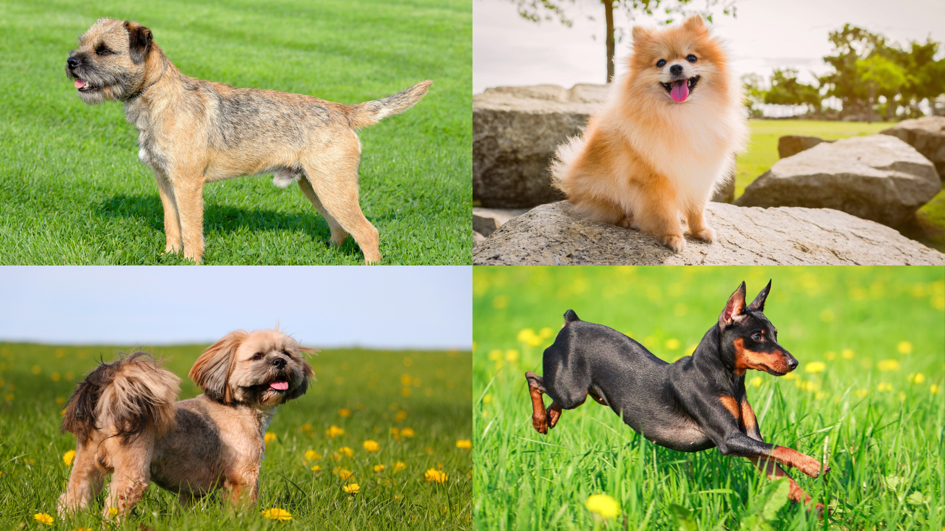 small dog breeds-featured image