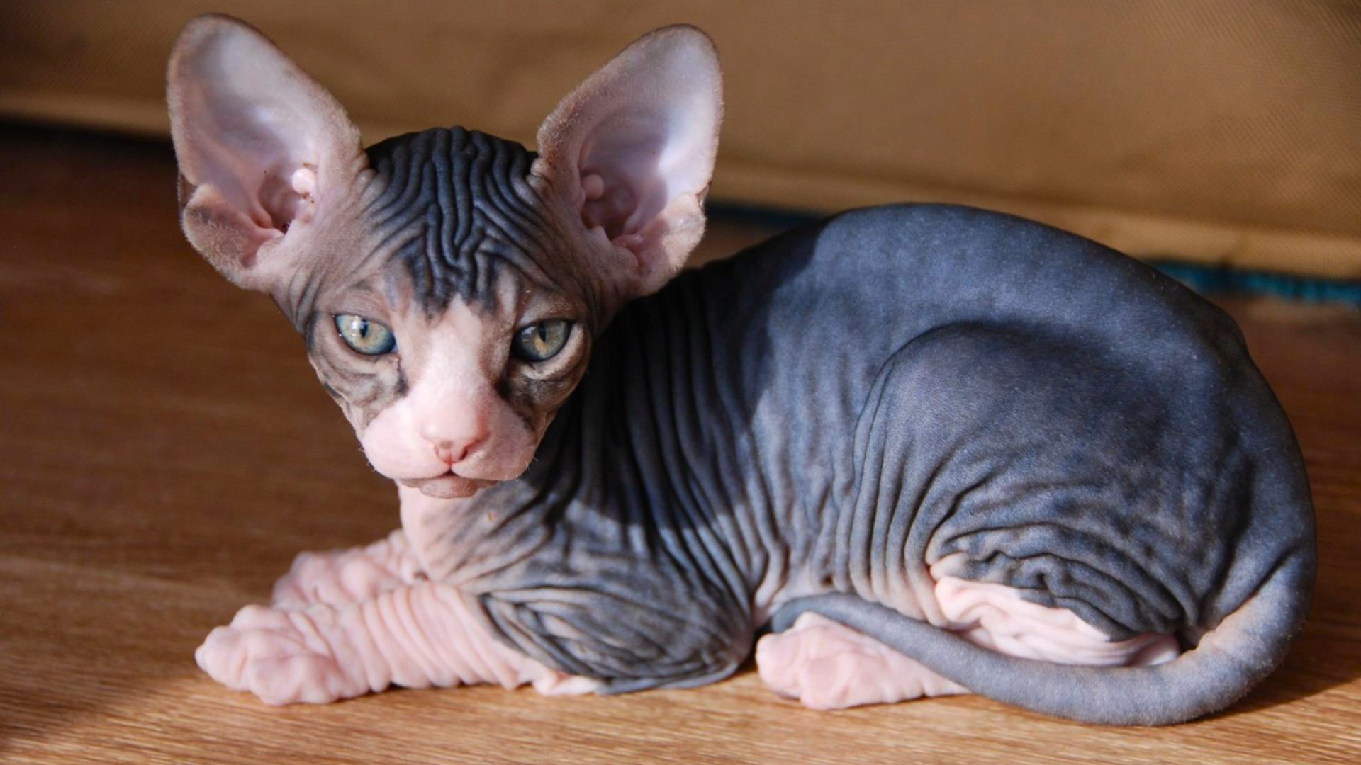 Sphynx Cat Care 101: Essential Tips for New Owners