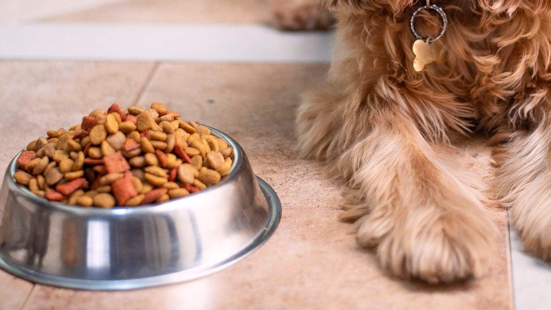 what is chicken meal in dog food (1)