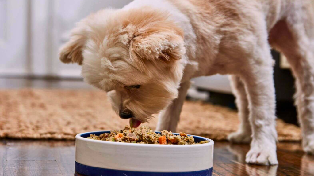 What is Chicken Meal in Dog Food?