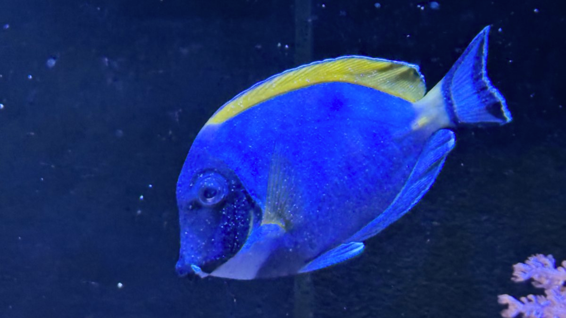 When to Seek Help from a Fish Expert?
