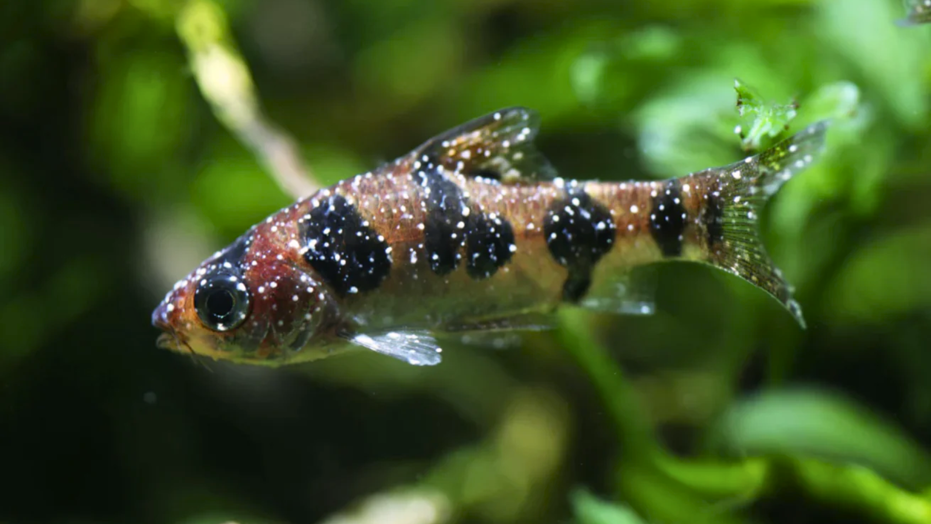 white spots on fish featured image