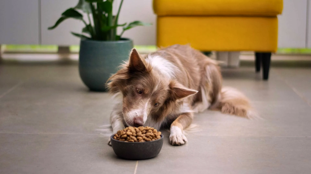 Why Your Dog Is Eating Treats but Not Their Food?